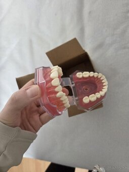 Model zubov vyberateľné zuby - 4