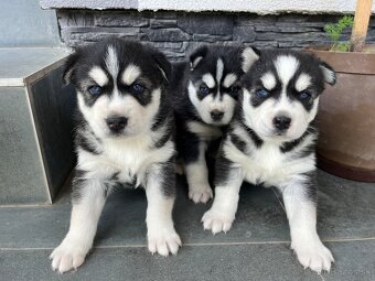Sibirsky husky - 4