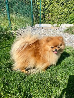Prodám fenku pomeranian FCI - 4