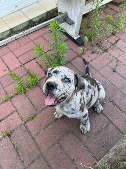Štěňata Cane Corso - 4