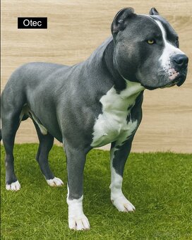 Šteniatka - Americký stafordšírsky teriér (Amstaff, Staford) - 4