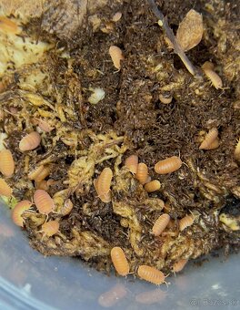 Cubaris Murina "Mandarin" - 4