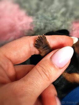 Yorkshire terrier s PP FCI (s preukazom pôvodu/rodokmeňom) - 4