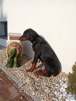 Predam čistokrvných Dobermann šteniatka - 4