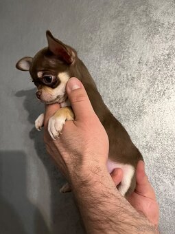 Čivava krátkosrstá s pp fci - 4