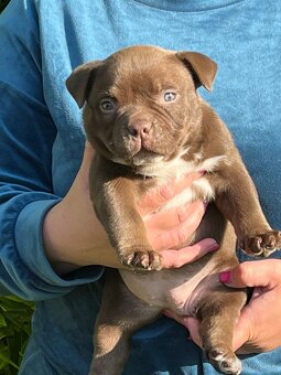 American bully s PP - 4