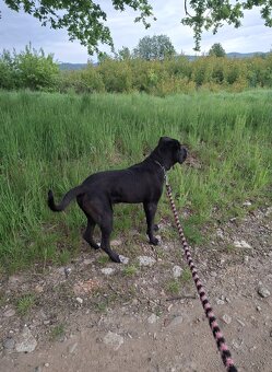 Cane Corso - 4