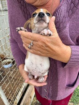Jack Russell Terrier - 4