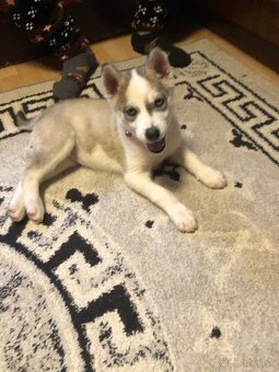 Sibírsky husky Na predaj - 4