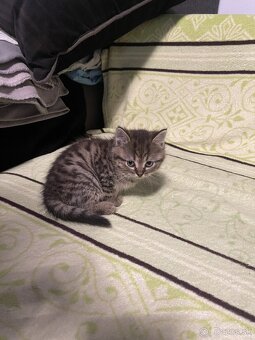 Darujem mačiatka - 1x kocúrik, 1x mačička - 4