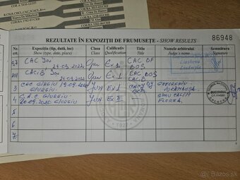 Rumunský ovčiak  Bukovina - Bukovinský pastiersky pes - 4