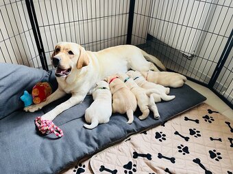 Labrador štěňátka s PP - 4