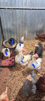 Kohúty 4 mesiace - 4