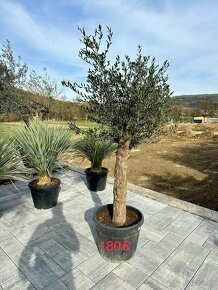 Olivovník Oleaeuropaea - 4