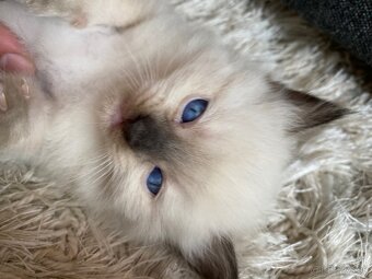 Ragdoll mačiatka - 4