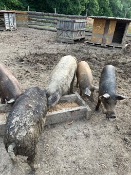 Mangalica , Duroc a dva krížence - 4
