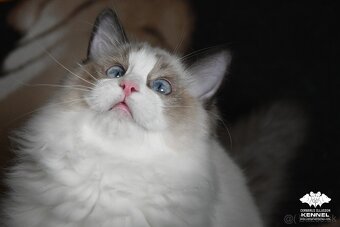 Ragdoll s PP - krémový kocúrik - 4