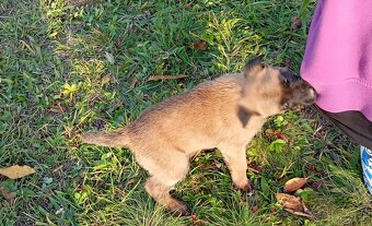 Šteniatka Belgický ovčiak - 4