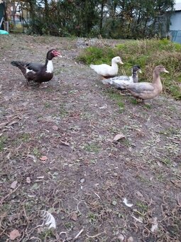 Čínske kačky, husi , mäso, králiky kalifornský+hyla - 4