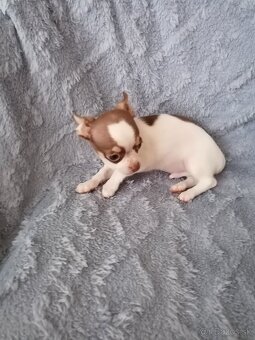 Čivava krátkosrstá - 4