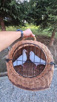 Ponukam svadobne postove holuby - 4