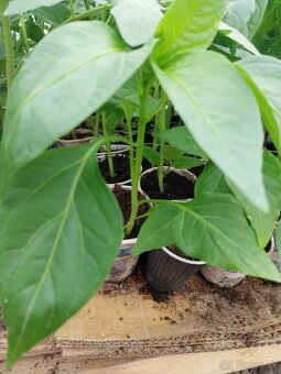 Predám planty rôzne druhy - 4