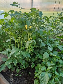 Mam na predaj planty. - 4