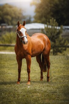 Koby QH Reiningovy pôvod - 4