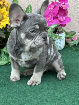 Francúzsky buldoček,buldog,bulldog krásne šteniatka - 4