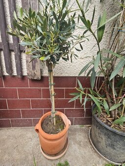 Olivovnik Olea europaea Oliva - 4