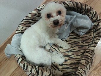 Maltézsky psík - 4