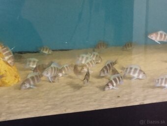 Cyphotilapia Frontoza Burundi - 4