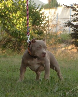 AMERICAN BULLY - 4