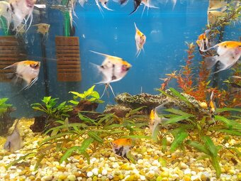 Akvarijné rybky - predaj - 4