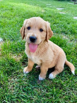 Zlatý retriever šteniatka - 4