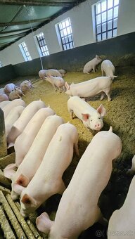 Predám prasata - 4