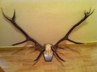 Trofej parohy - jeleň a srnec-znížená cena - 4