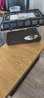 Africky slimkak zadarmo + terarium - 4