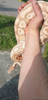 Pyton regius banana - 4