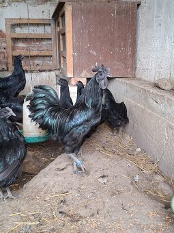 Ayam cemani - mladé kohuty - 4