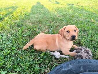 Šteniatka labradora - 4