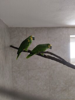 Amazoňan modročelý xanthopteryx - 4