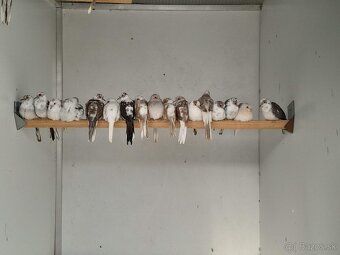 Holubok diamantový straka - 4