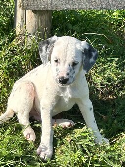 Darujem šteniatko - 4