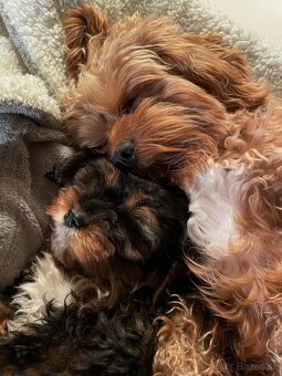 Cavapoo fenka Tricolor - 4