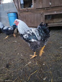 Wyandotka strieborná vlnitá - kohúty - 4