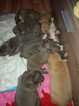 americky staforshier terrier - 4