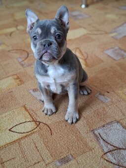 Francúzsky buldoček modry(lilac) - 4