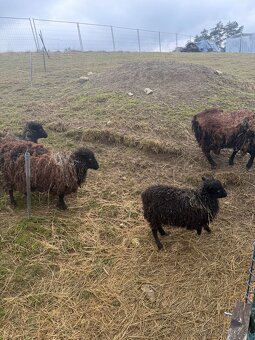 Predam QUESSANTSKE ovecky - 4