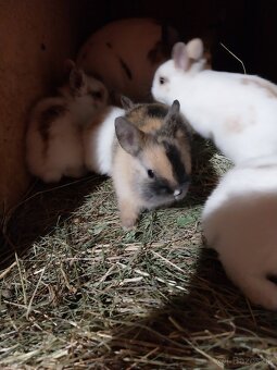 Predam zakrsle zdrobnele teddy zajaciky - 4